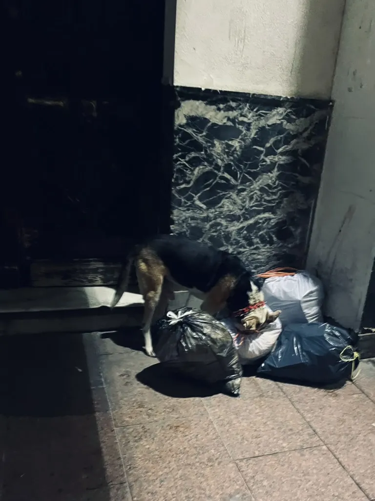 Sevilla, cherche, cherche